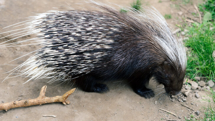 11 Strange Things Porcupines Do That Most People Never Notice
