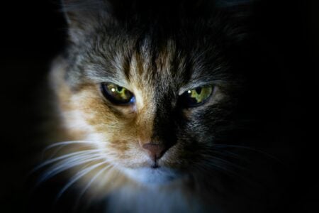 13 Things Only Cat Owners Notice in the Last Weeks of a Cat's Life