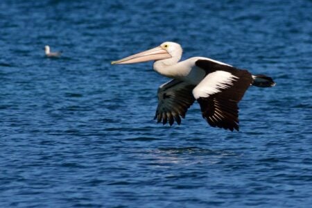 What It Means When Pelicans Suddenly Gather Offshore