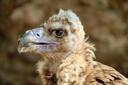 What It Means When Vultures Gather on Rooftops Instead of Trees