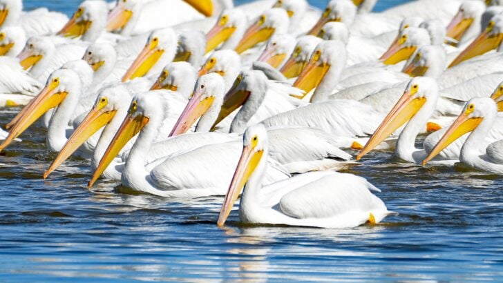 11 Things Pelicans Notice Before They Dive