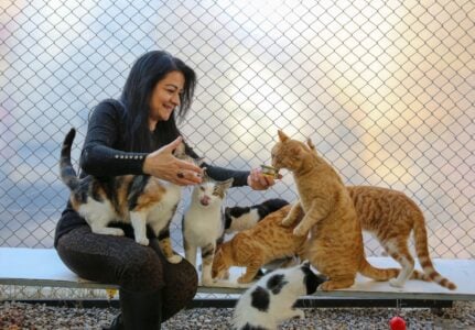 14 Ways a Rescue Cat Shows It Has Given You Its Fragile Heart