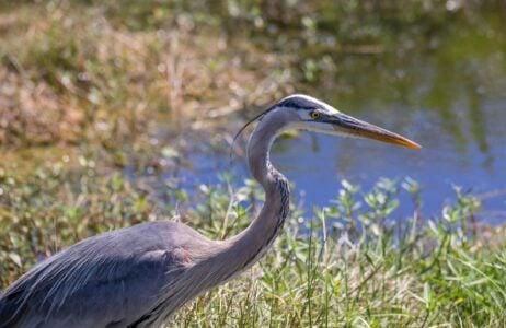 Why Herons Stand Perfectly Still for So Long