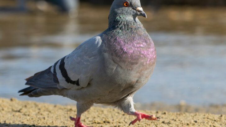 8 Animals That Have Been Documented Outsmarting Humans in Controlled Experiments – and the Species at the Top of the List Was Not the One Researchers Expected