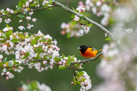 19 Birds Your Grandparents Saw Every Day That Most Kids Will Never Spot