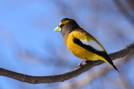 21 American Backyard Animals Common in the 1970s That Are Disappearing Fast