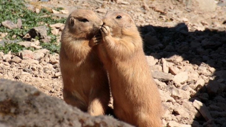 Animal Science Says Prairie Dogs Use Alarm Calls That Can Describe Different Types of Predators