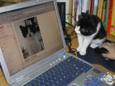 Your Rescue Cat Doesn't Hold Back Anymore – 15 Signs It Has Finally Come Home
