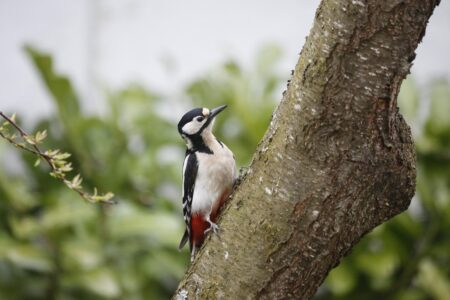 Why Woodpeckers Peck Metal Roofs Instead of Trees