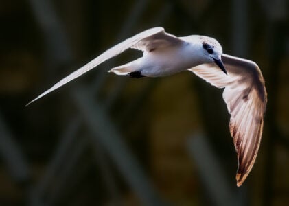 What It Means When Swallows Suddenly Fly Close to the Ground