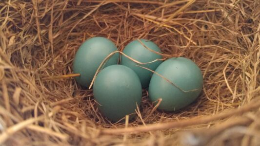 What It Means When You Find a Perfect Robin's Egg on Your Doorstep (According to Ornithology and 150 Years of Superstition)