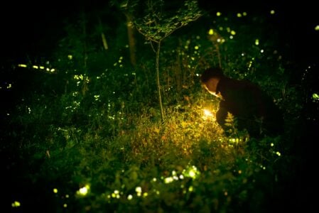 13 Reasons the Fireflies Vanished From Your Yard and How to Bring Them Back