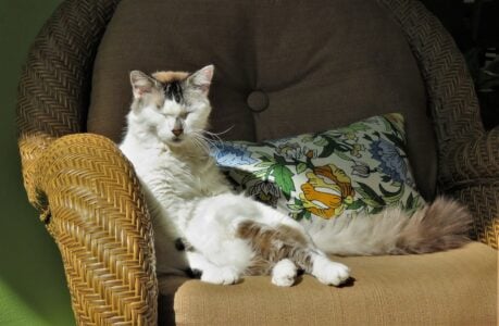 The 13 Small Signs a Rescue Cat Uses to Tell You It Finally Feels Safe