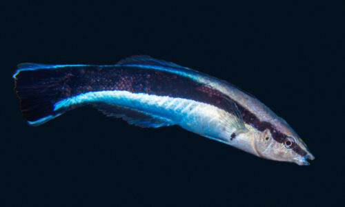 10 Animals That Researchers Confirmed Can Recognize Themselves in a Mirror &ndash; and the One Near the Bottom of the List That Rewrote the Criteria Entirely.
