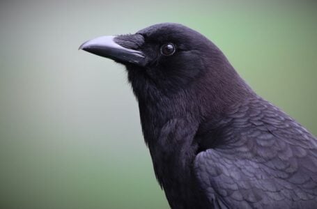 10 Fascinating Facts About American Crows That Changed How Scientists See Birds