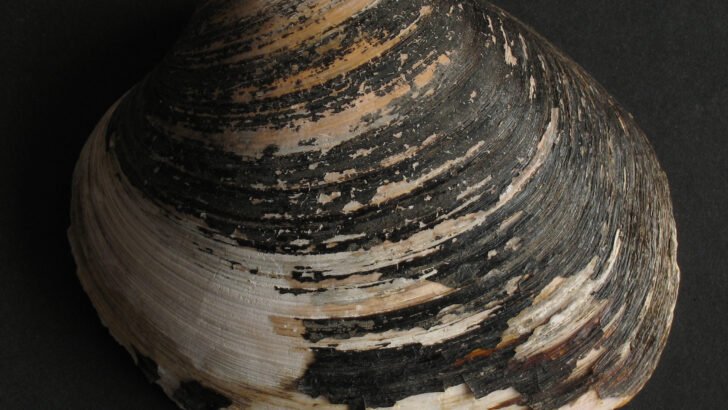 The Oldest Living Animal Ever Documented Was Killed the Moment Scientists Discovered How Old It Was