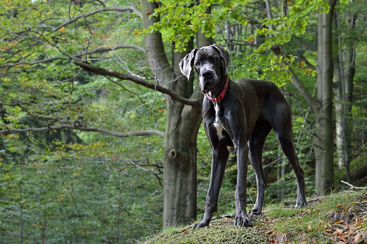 www.animalsaroundtheglobe.com