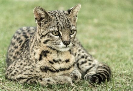 10 Unique Traits That Make the Ocelot One of the Most Beautiful Wild Cats