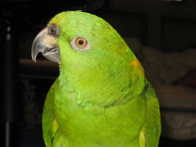 13 Animals Rescue Workers Say Are Nearly Impossible to Rehome Once Bonded