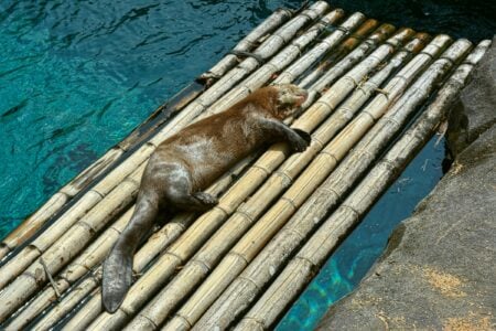 11 Things Sea Otters Do That Reveal Just How Intelligent They Really Are