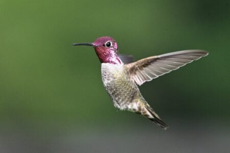 14 Things That Quietly Scare Hummingbirds Away From Your Yard