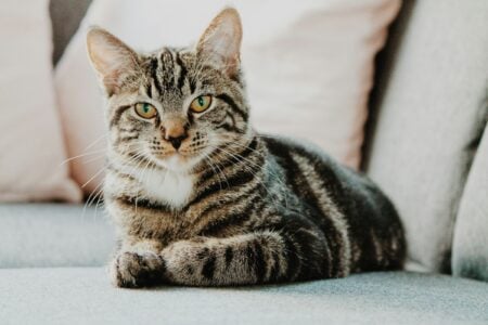 14 Ways to Give an Old Cat a Gentle Goodbye at Home, According to Vets