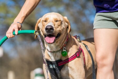 How to Keep Pets Safe in Delaware's Extreme Heat