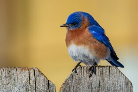 10 Strange Reasons Bluebirds Refuse to Leave Certain Backyards