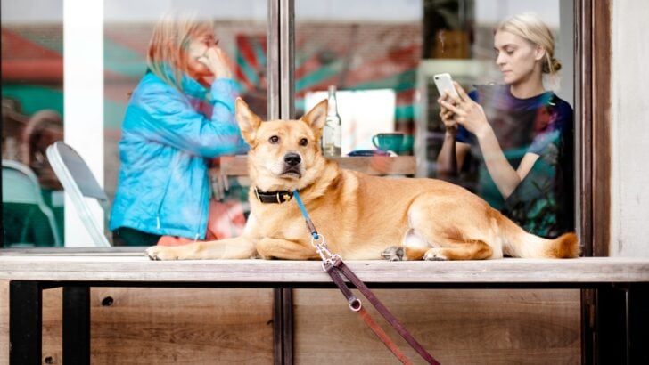 21 Dogs Who Waited at the Window Long After Their Person Was Gone