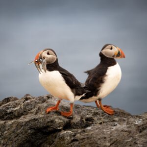 Puffins, often dubbed the "clowns of the sea," captivate with their vibrant beaks and endearing waddle.