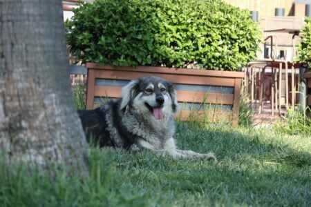 7 Things You Should Never Do to Your Pet in Summer Heat