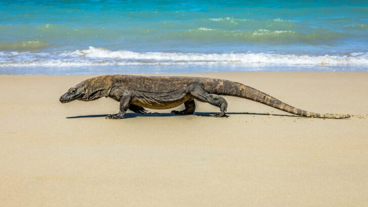 8 Animals Once Listed in Ancient Sources as Mythology That Turned Out to Be Real When Specimens Were Finally Collected