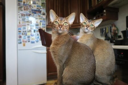 10 Cat Breeds That Form the Strongest Bonds With One Person