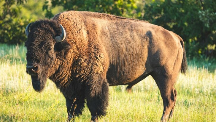8 Ways Prairie Restoration Is Bringing Native Animals Back