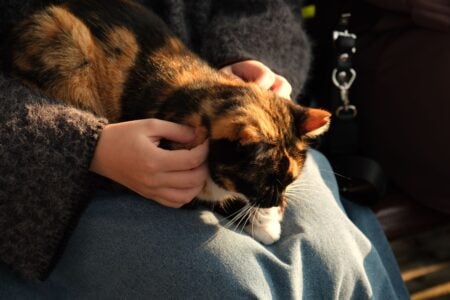 The Heartmelting Reason Your Cat Presses Their Forehead Against Yours While Purring!