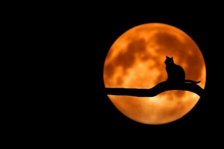 Which Zodiac Signs Need Cats the Most for Emotional Balance?