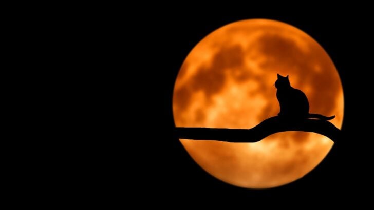 Which Zodiac Signs Need Cats the Most for Emotional Balance?