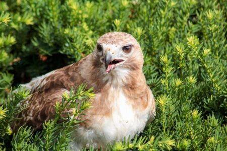 What It Means When a Red-Tailed Hawk Hunts the Same Field Every Day