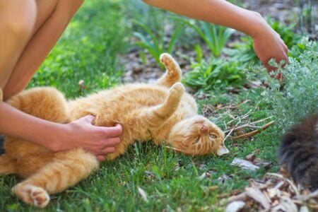 8 Signs Your Cat Thinks You're Part of the Family