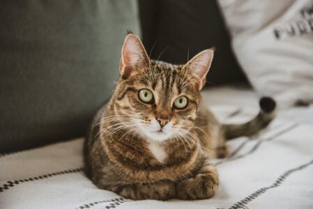 14 Signs Vets Say Mean Your Older Cat Still Has a Lot of Life Ahead
