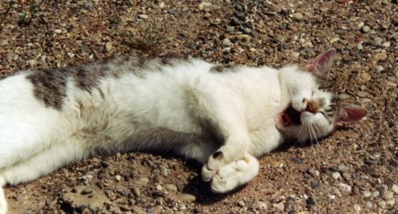 Why Veterinarians Say If Your Cat Sleeps With Their Back to You, It's the Highest Form of Trust in Feline Behavior