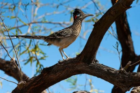 Why Roadrunners Stop and Stare Before They Run