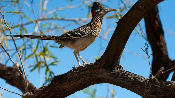 Why Roadrunners Stop and Stare Before They Run