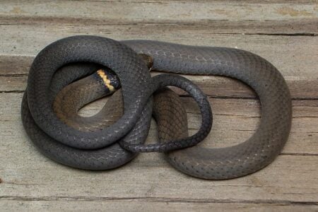 What It Means When a Snake Crosses Your Path From Left to Right According to Every Southern Appalachian Tradition That Recorded It