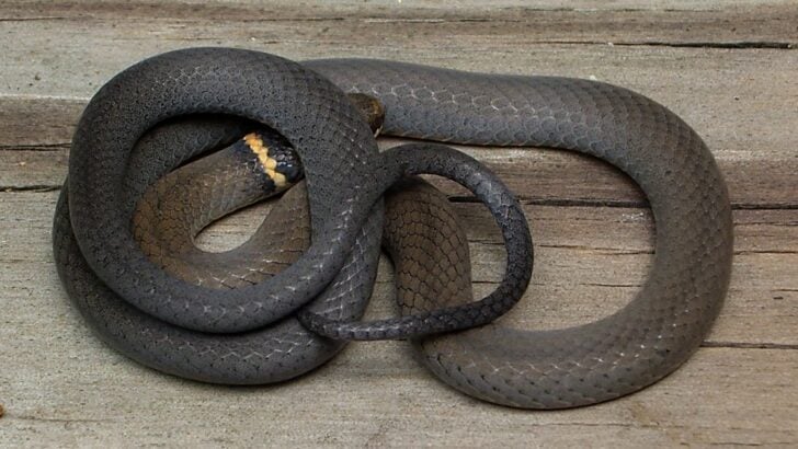 What It Means When a Snake Crosses Your Path From Left to Right According to Every Southern Appalachian Tradition That Recorded It