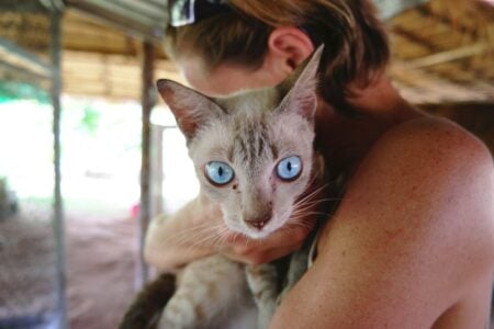 14 Signs an Old Cat Feels Its Safest Curled Up Beside You