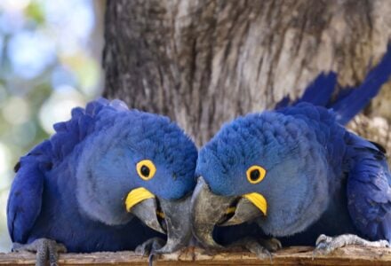 10 Ways Pet Birds Show Love That Owners Often Overlook
