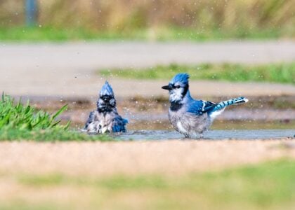 What It Means When Blue Jays Won’t Stop Making Alarm Calls