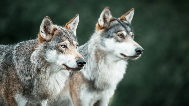 10 Things Every Montana Hiker Should Know About Wolves