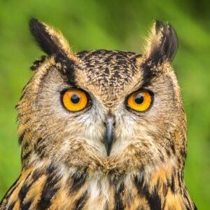 The Bird That Shares Your Zodiac Sign's Most Defining Characteristic &ndash; According to Both Astrology and Ornithology